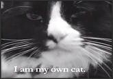 I am my own cat.