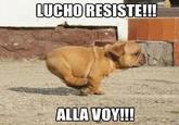 LUCHO RESISTE!! ALLA VOY!!!