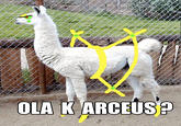 OLA K ARCEUS?