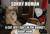 SORRY HUMAN A CAT JUSTISNITINTHE BUDGET RIGHT NOW uickmeme.com