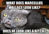 WHAT DOES MARCELLUS WALLACE LOOKLIKE? DOES HE LOOKLIKEA BITCH?