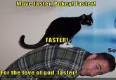 <a href="http://cheezburger.com/3263103744">Original lol here</a>.

Yes, even the cats are getting into this.