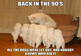 9d1.jpg BACKIN THE 90'S ALL THE DOGS WERE LET OUT, AND NOBODY KNOWS WHO DID IT quickmeme.com