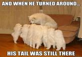 AND WHEN HE TURNED AROUND HIS TAIL WAS STILL THERE quickmeme.com
