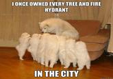 ONCE OWNED EVERY TREE AND FIRE HYDRANT IN THE CITY quickmeme.com