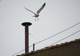 A seagull flies off from the chimney of the Sistine Chapel in Saint Peter's Square during the second day of voting for the election of a new pope at the Vatican, March 13, 2013. Roman Catholic Cardinals will continue their conclave meeting inside the Vatican's Sistine Chapel. REUTERS/Dylan Martinez