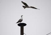 A seagull looks up at another while standing on the chimney on top of the Sistine Chapel, during the second day of voting for the election of a new pope at the Vatican March 13, 2013. Roman Catholic Cardinals will continue their conclave meeting inside the Vatican's Sistine Chapel to elect a new pope. REUTERS/Dylan Martinez