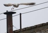 A seagull flies off from the chimney of the Sistine Chapel in Saint Peter's Square at the Vatican March 13, 2013. After a first inconclusive vote, Cardinals began the process of choosing a new pope in earnest on Wednesday, praying for inspiration at the start of the first full day in a conclave to choose a leader for the Catholic Church. REUTERS/Max Rossi