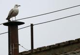 A seagull rests on the chimney of the Sistine Chapel in Saint Peter's Square at the Vatican March 13, 2013. After a first inconclusive vote, Cardinals began the process of choosing a new pope in earnest on Wednesday, praying for inspiration at the start of the first full day in a conclave to choose a leader for the Catholic Church. REUTERS/Max Rossi