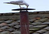 A seagull stands on the chimney on top of the Sistine Chapel, during the second day of voting for the election of a new pope at the Vatican March 13, 2013. Roman Catholic Cardinals will continue their conclave meeting inside the Vatican's Sistine Chapel to elect a new pope. REUTERS/Reuters TV