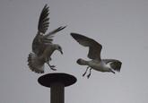 A seagull chases another off its perch on the chimney on top of the Sistine Chapel, during the second day of voting for the election of a new pope at the Vatican March 13, 2013. Roman Catholic Cardinals will continue their conclave meeting inside the Vatican's Sistine Chapel to elect a new pope. REUTERS/Dylan Martinez