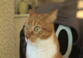 Animated gif from the Dramatic Cat 2013, starring Mylo the Cat. 