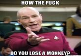 HOW THE F--- DO YOU LOSE A MONKEY?