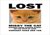 LOST MISSY THE CAT MISSING FROM HARPER STREET ON THE 20TH OF JUNE CONTACT 0433 359 705