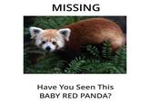 MISSING Have You Seen This BABY RED PANDA?