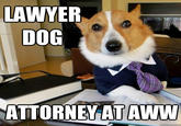 LAWYER DOG ATTORNEY AT AWW