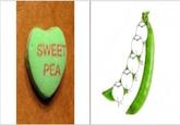 SWEET PEA
