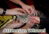 Attention W----!