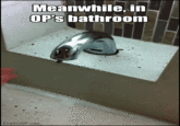 Meanwhile,in OP's bathroom DatGIF.com