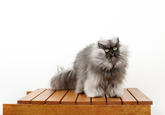 "guinnessworldrecords.com | Colonel Meow, the cat with the longest fur, makes it into new Guinness World Records™ 2014 Book":http://www.guinnessworldrecords.com/news/2013/8/colonel-meow-the-cat-with-the-longest-fur-50832/