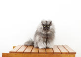 "guinnessworldrecords.com | Colonel Meow, the cat with the longest fur, makes it into new Guinness World Records™ 2014 Book":http://www.guinnessworldrecords.com/news/2013/8/colonel-meow-the-cat-with-the-longest-fur-50832/