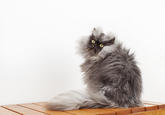 "guinnessworldrecords.com | Colonel Meow, the cat with the longest fur, makes it into new Guinness World Records™ 2014 Book":http://www.guinnessworldrecords.com/news/2013/8/colonel-meow-the-cat-with-the-longest-fur-50832/