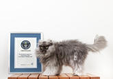 "guinnessworldrecords.com | Colonel Meow, the cat with the longest fur, makes it into new Guinness World Records™ 2014 Book":http://www.guinnessworldrecords.com/news/2013/8/colonel-meow-the-cat-with-the-longest-fur-50832/