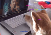 gentle doge whispen .com oh such feels