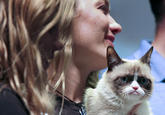 Falcon Heights, Minnesota, USA — Tardar Sauce, better known as Internet sensation Grumpy Cat, takes the stage at the Minnesota State Fair as part of the cat video festival on August 28, 2013. (MPR Photo/Nikki Tundel)

via <a href="http://minnesota.publicradio.org/display/web/2013/08/29/human-interest/internet-cat-video-fest-photos">Minnesota Public Radio</a>