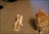 4GIFS conn