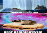 ISHOULD BUY CATNIP BEST DECISION EVER!