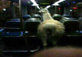 Serge the llama on the tram