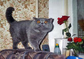 Source: http://www.tumalbion.ru/boys/slides/bigman3.htm

Also here is a proof that it is the same cat: 
http://www.tumalbion.ru/boys/slides/bigman21.htm - original photo that made the meme. Note the name below the photo.