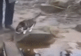 35e.gif