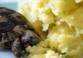 Turtle eats a pilllowy mound of mashed potatoes