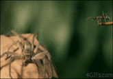 4GIFs.com Ant Spider insect invertebrate
