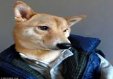 © Menswear Dog