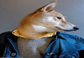 © Menswear Dog