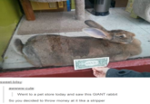 sweet-bitsy awwww-cute: Went to a pet store today and saw this GIANT rabbit So you decided to throw money at it like a stripper