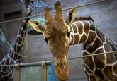 Via http://www.theguardian.com/world/gallery/2014/feb/09/the-death-of-marius-the-giraffe-pictures-from-copenhagen-zoo