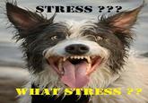 STRESS ?*? WHAT STRESS ??