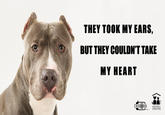 Image by Deb Cobb; Meme by Kelly Duer; created for the Fairfax County Animal Shelter
www.facebook.com/fairfaxcountyanimalshelter