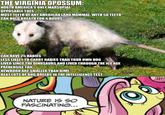 THE VIRGINIA OPOSSUM NORTH AMERICA'S ONLY MARSUPIAL OPPOSABLE TOES MOST TEETH OFANY AMERICAN LAND MAMMAL, WITH 50 TEETH CAN HOLD BREATH FOR 4 HOURS CAN HAVE 25 BABIES LESS LIKELYTOCARRY RABIES THAN YOUR OWN DOG LIVED SINCE THE DINOSAURSAND LIVED THROUGH THE ICE AGE PREHENSILE TAIL NEWBORN ARE SMALLER THAN DIME BEAT LOTS OFDOG BREEDS IN THE INTELLIGENCE TEST NATURE IS SC FASCINATING…