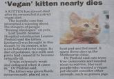 Vegan' kitten nearly dies A KITTEN has almost died after its owners fed it a strict vegan diet. The horrific case has prompted a warning about the dangers of people forcing ideologies" on pets. Lort Smith Animal Hospital veterinarian Leanne Pinfold said the kitten (pictured) was brought in this month by its owners, who were believed to be vegan. Itsheat pad and fed meat. It diet of potatoes, rice milk and spent three days in the pasta had caused it to become Melbourne clinic. critically ill. Dr Pinfold said cats were true carnivores and needed meat to survive. She said people who wanted a vegan pet should consider other animals, such as guinea pigs. "It was extremely weak and collapsed when it came in," Dr Pinfold said. The kitten was given fluids intravenously, placed on a