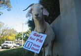 Gary for PM Vote Goat