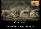 Cat food from Rutan Irresistible. 35 Comrades I think there is a spy among us