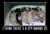 迿 I THINK THERE S A SPY AMONG US