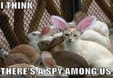 ITHINK THERE'SASPYAMONG.US