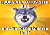 LOOKS AT A LOTUS SEED POD DOES NOT GET DISGUSTED BY IT memegenerator.net