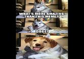 WHATS MOREAMAZING THAN THISMEME? DOGE!